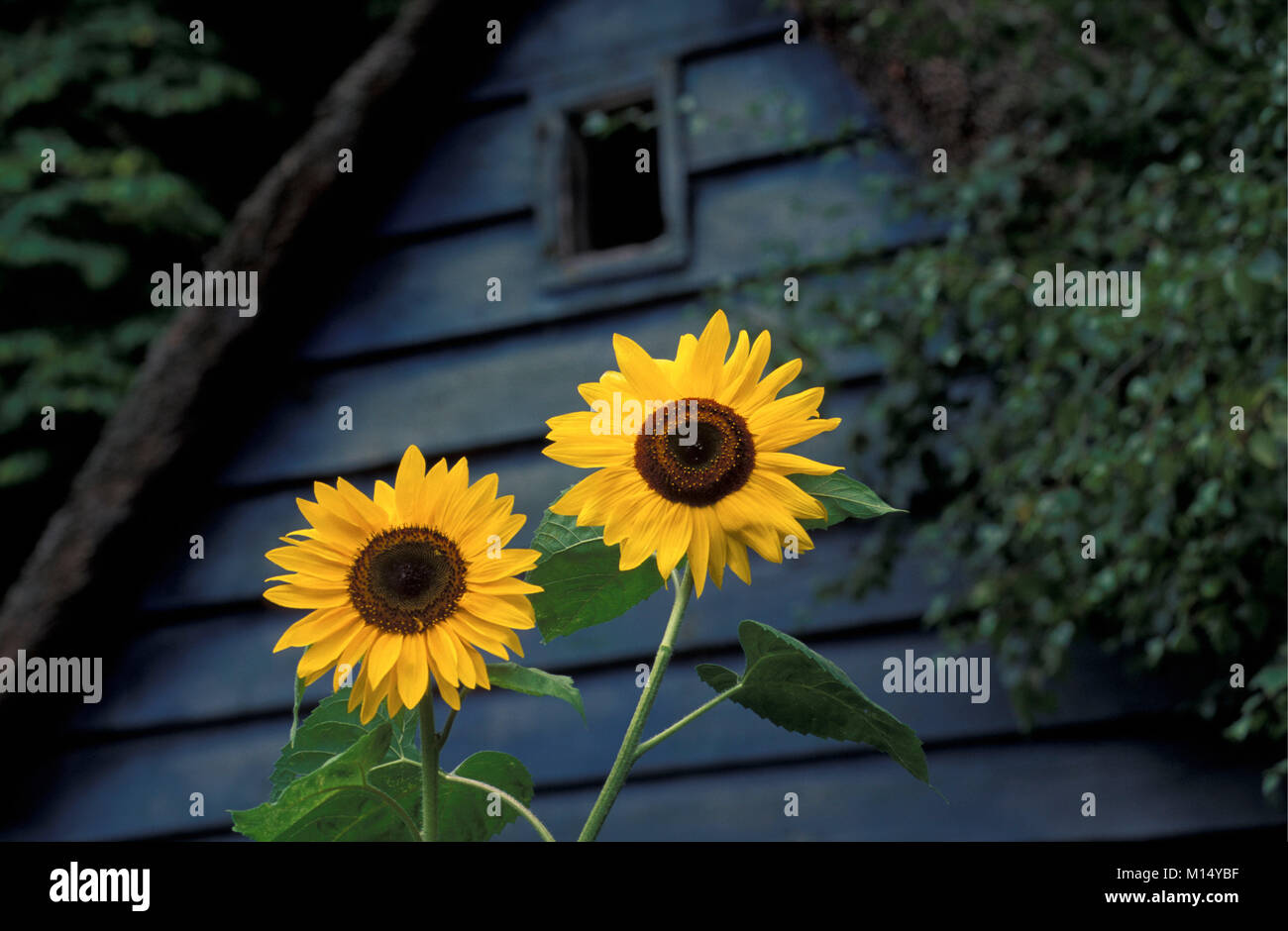 The Netherlands. 's-Graveland. Sunflowers in front of old shed. Stock Photo