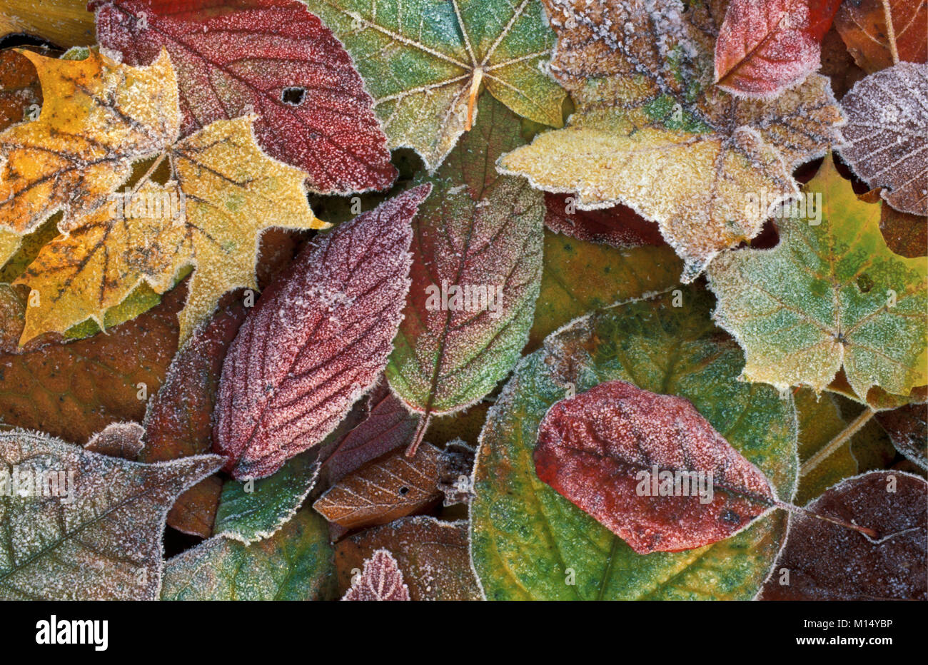 The Netherlands. 's-Graveland. Autumn, winter. Leaves with frost Stock ...