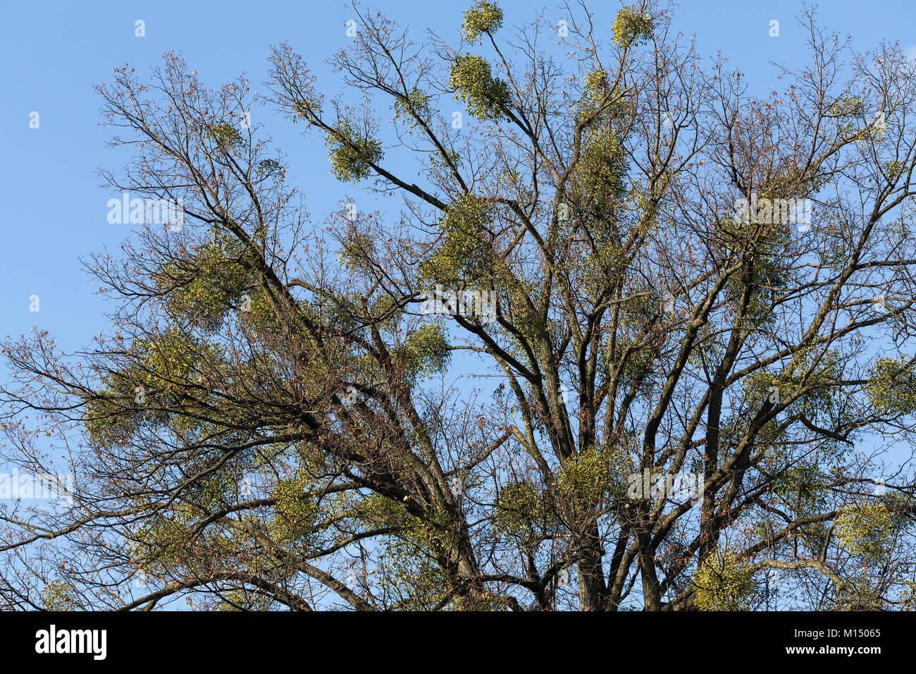 Autumn tree with european mistletoe Stock Photo
