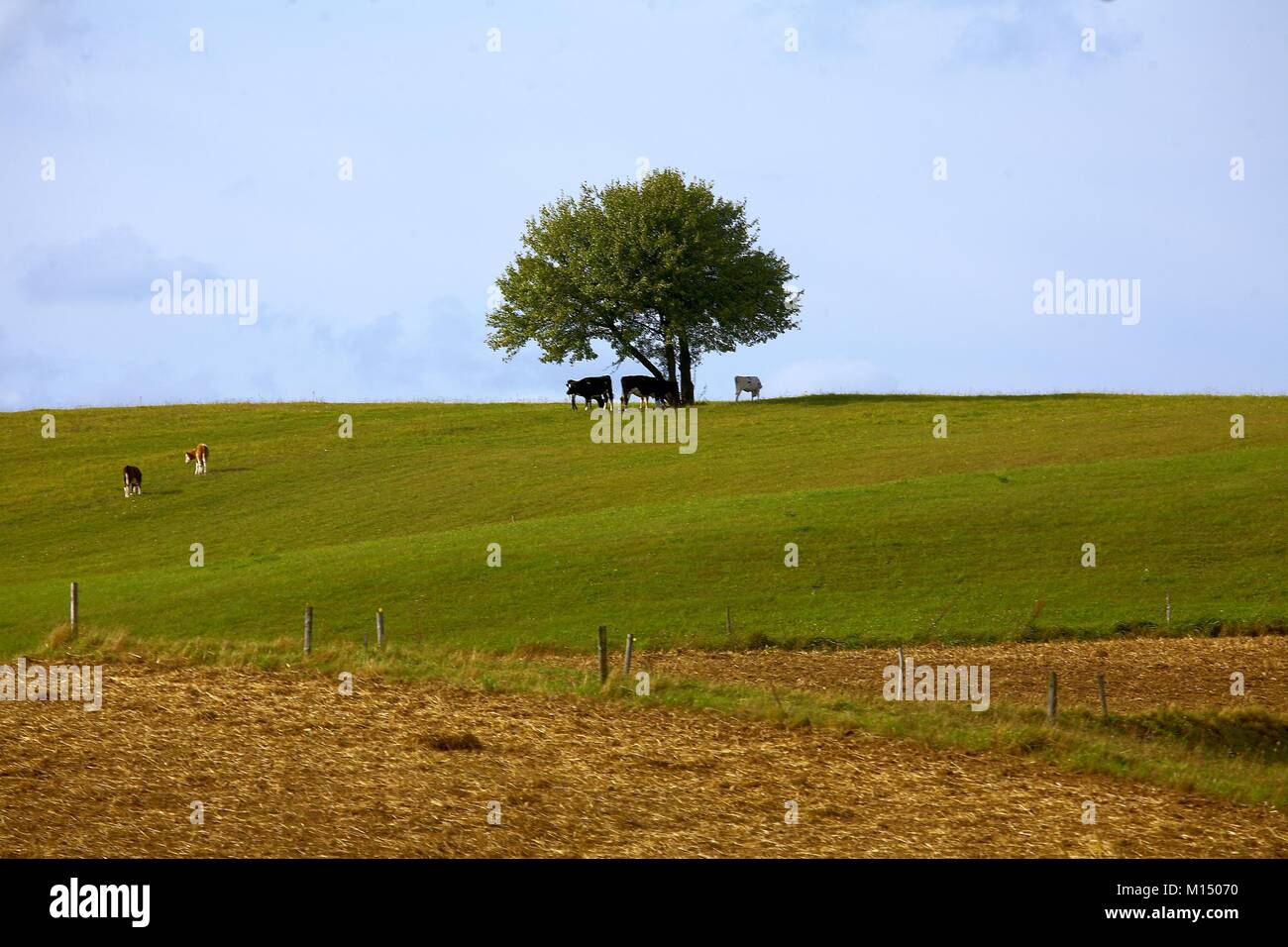 Lonely tree Stock Photo