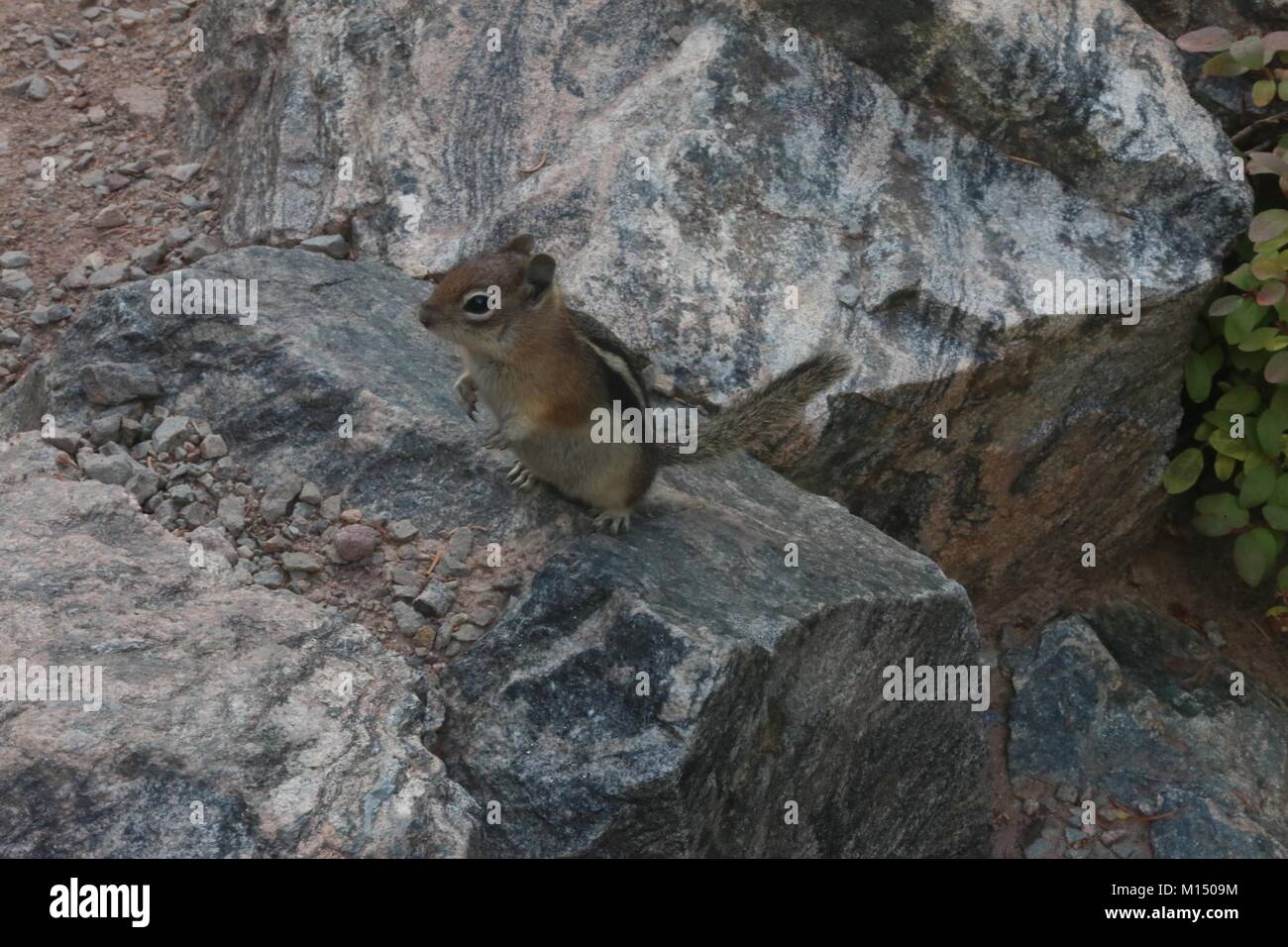 Chipmunk on Rock Stock Photo