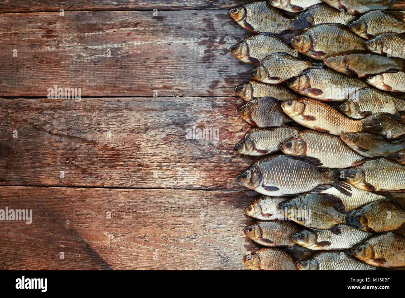 Fresh caught carp fish on wood. Catching freshwater fish on wood background. A lot of bream fish, crucian or roach on natural wood background. Backgro Stock Photo