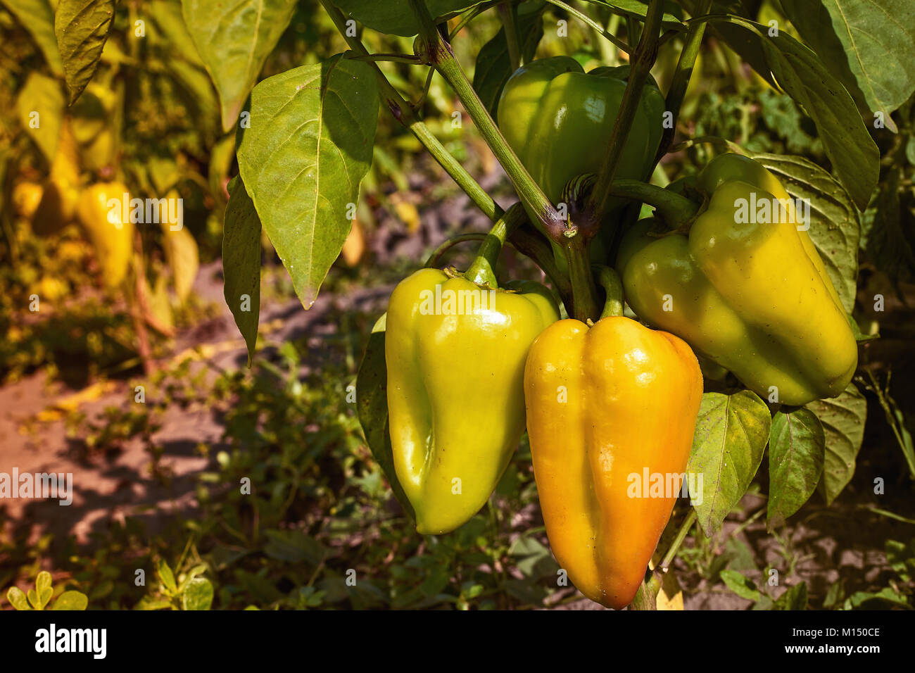 Bell pepper plants hi-res stock photography and images - Alamy