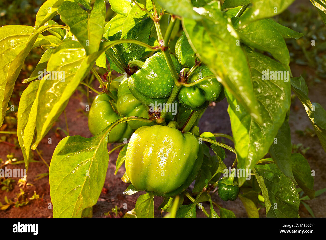 Closeup of ripening peppers in the home pepper plantation. Fresh green
