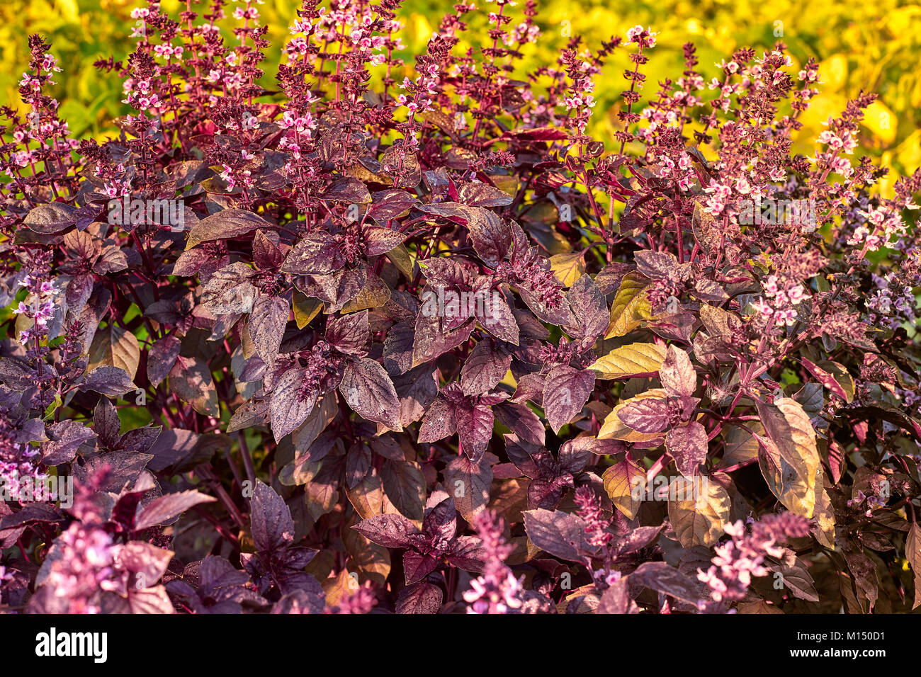 Ocimum, Purple basil. Red bright rubin basil Ocimum basilicum Lamiaceae family Stock Photo