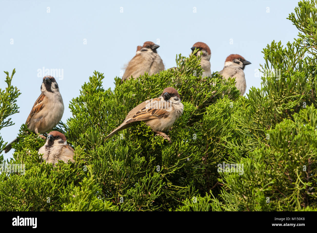 Eurasian tree sparrows (Passer montanus) passerine birds on pine tree, Taichung, Taiwan Stock Photo