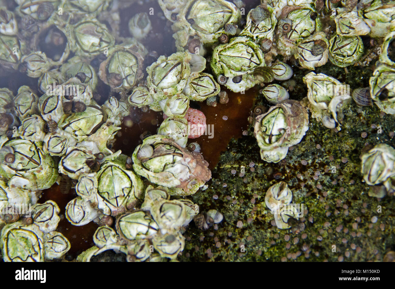 Cyprids (larval form of barnacles) and baby periwinkles settling on mature barnacles, Great Head, Acadia National Park, Maine. Stock Photo