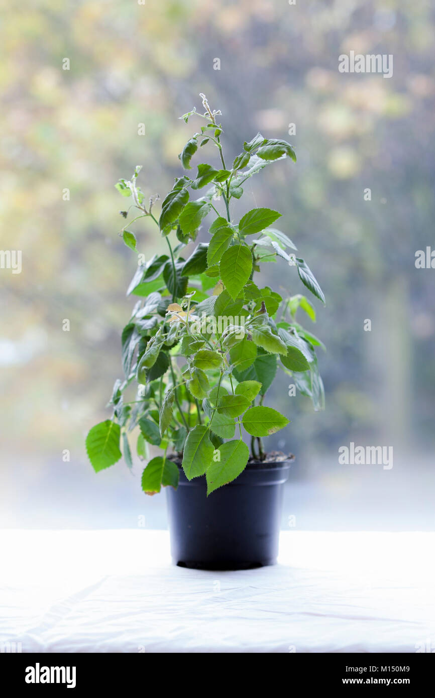 Pot plant standing on a table Stock Photo