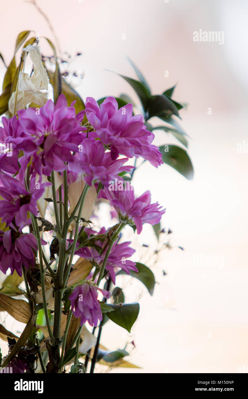 Bunch of pink drying flowers Stock Photo