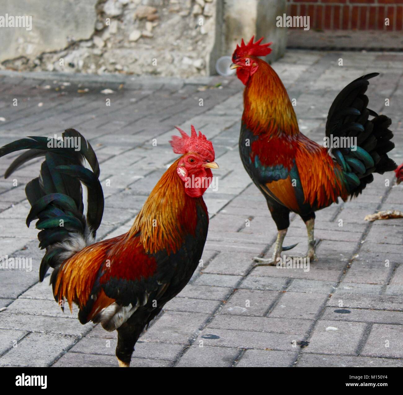 Key west rooster hires stock photography and images Alamy