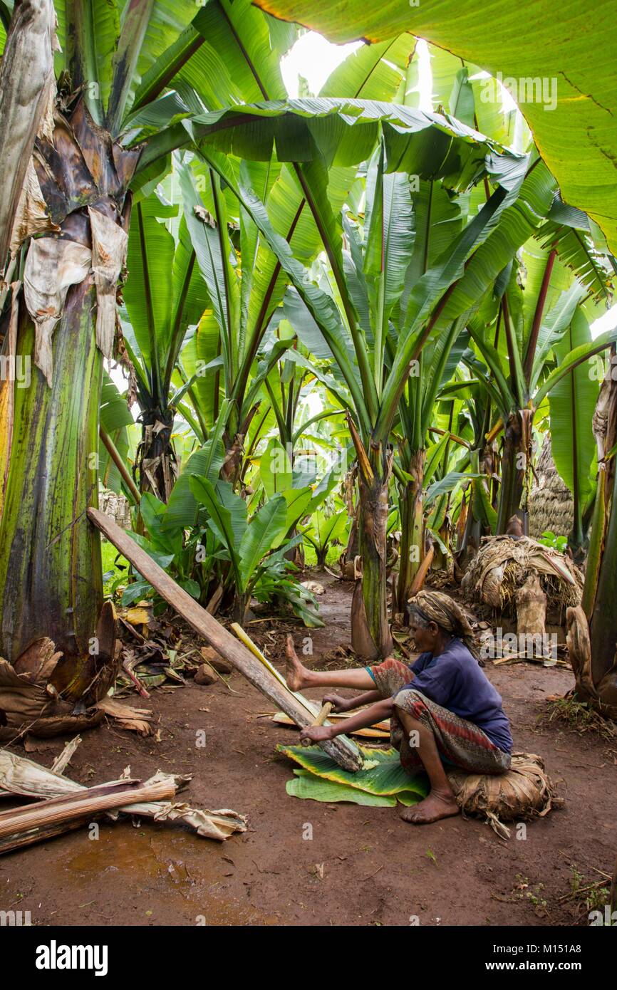 Ethiopia, Lower Omo Valley listed as World Heritage by UNESCO, Dorze tribe, The Dorze graze false banana leaves to recover the juice that will be fermented to obtain kocho (traditional bread) Stock Photo