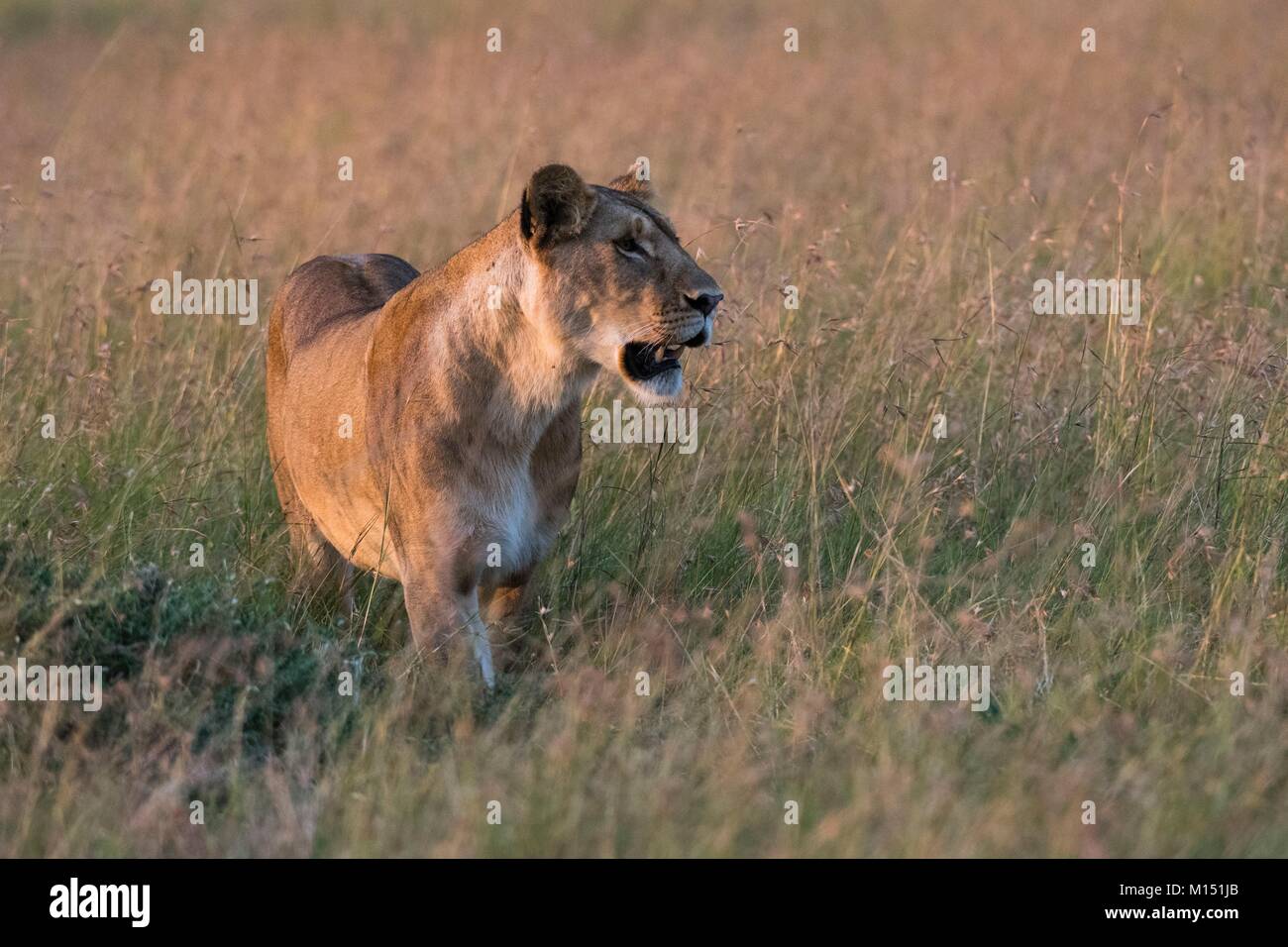 Lioness (Panthera leo), Masai Mara, Kenya Stock Photo - Alamy