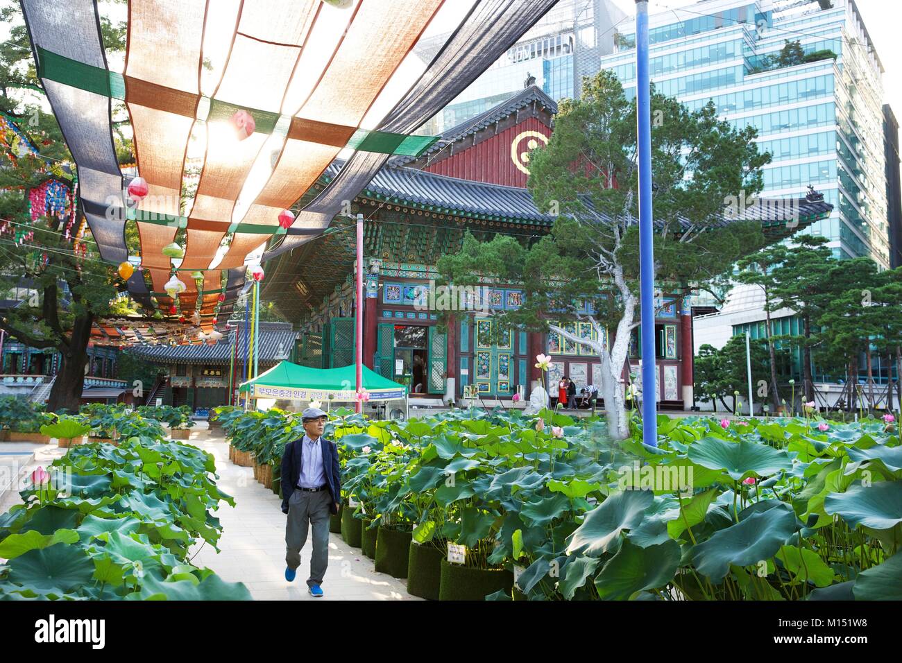 South Korea, Seoul, old man in the courtyard of the Joyesa temple decorated with lotus in pots Stock Photo