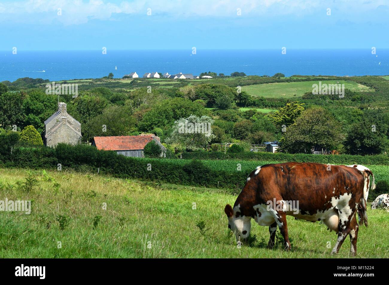 France, Manche, Cotentin peninsula, Jobourg Stock Photo Alamy