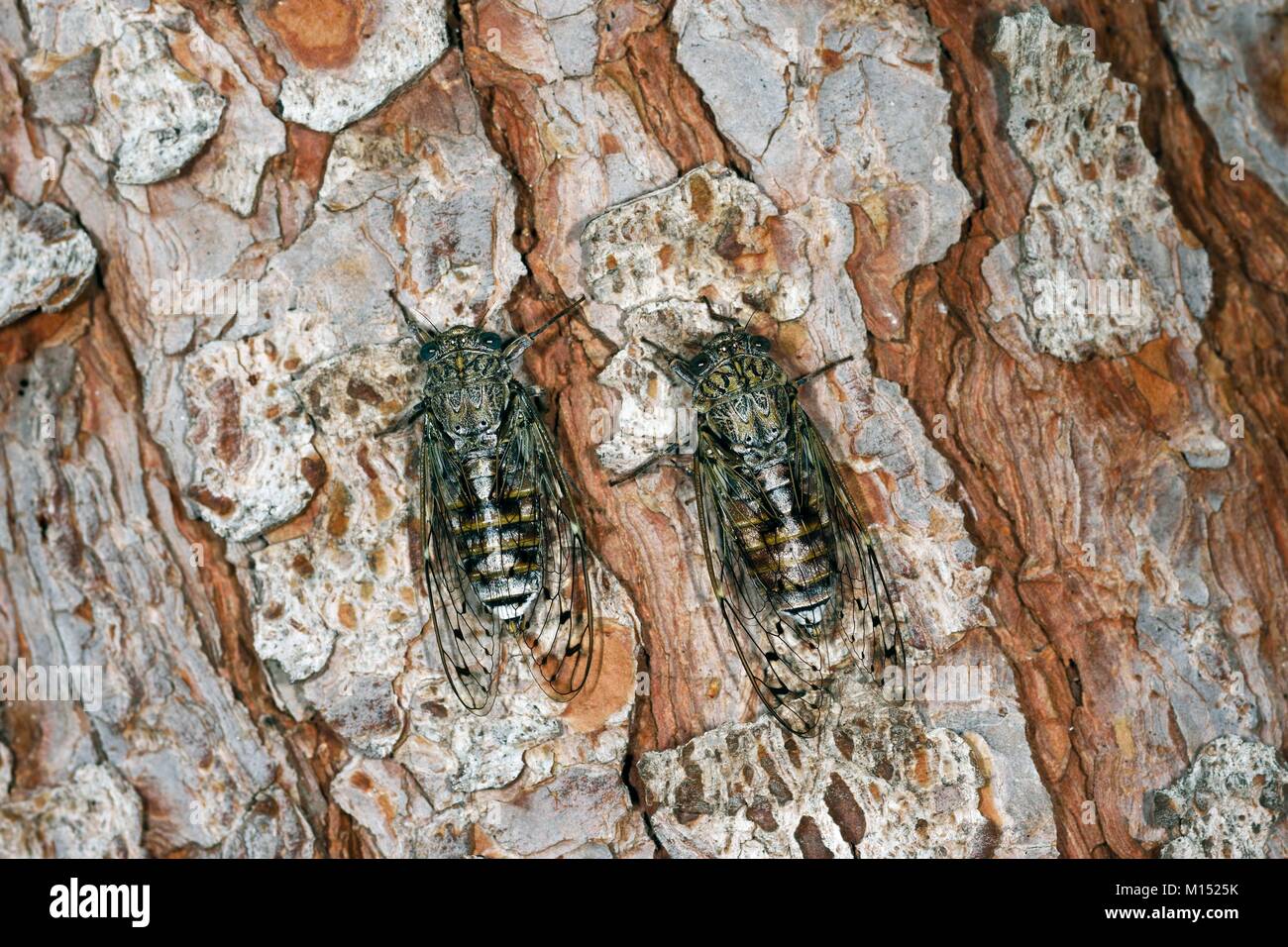 France, Var, Sanary, forest, pine trunk, Cicada orni, adults, male singing to attract a mate Stock Photo