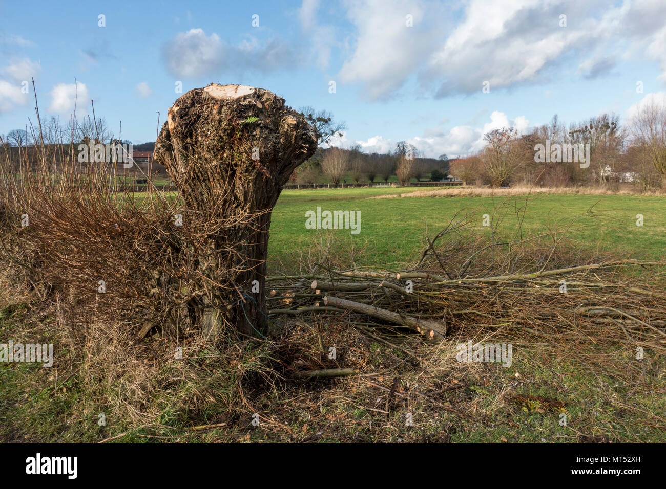 Knotted willow cut recently with dutch landscape in background, Limburg, Netherlands. Stock Photo