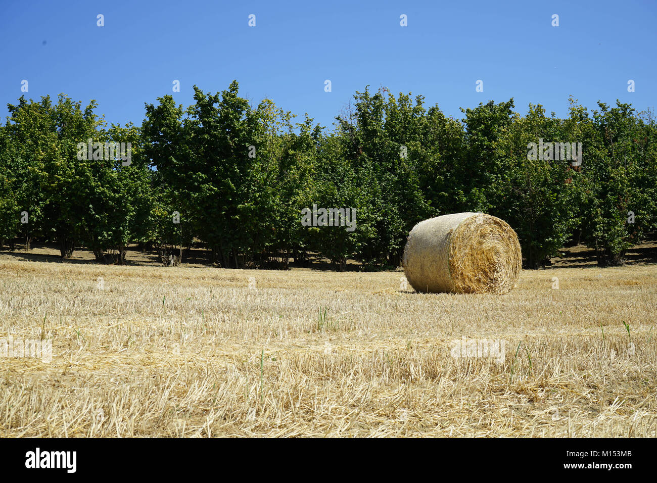 Country landscape with hay bales Stock Photo - Alamy