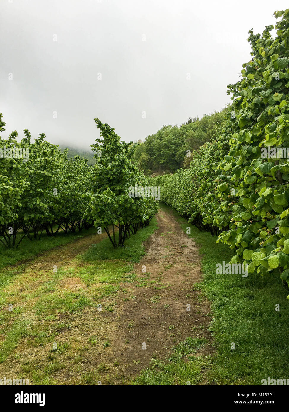 Hazelnuts in Cortemilia, Piedmont, Italy Stock Photo Alamy