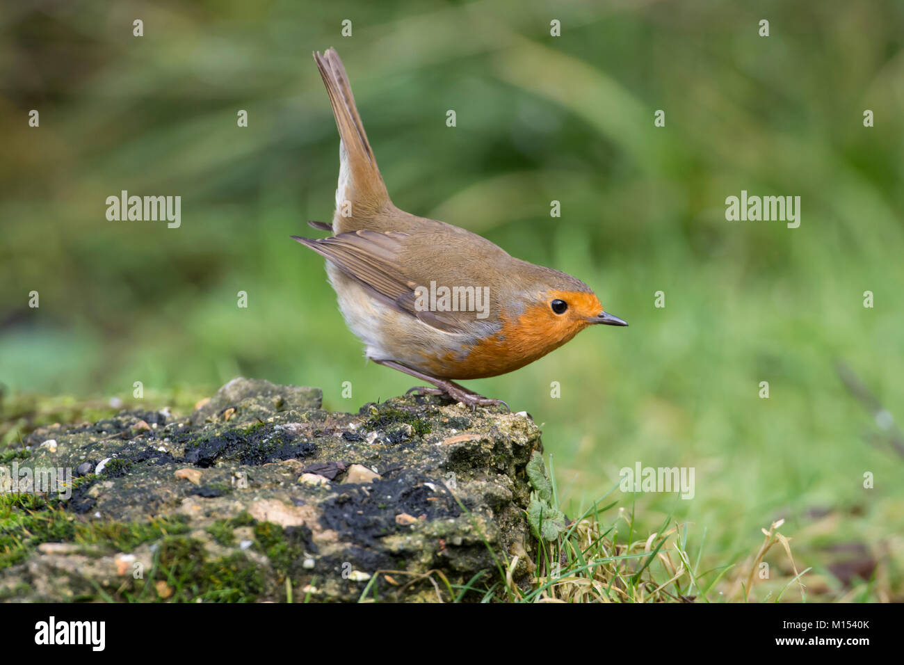 Robin (Erithacus rubecula) in threat posture, aggressive display towards another robin trying to join it at a feeding station. Stock Photo