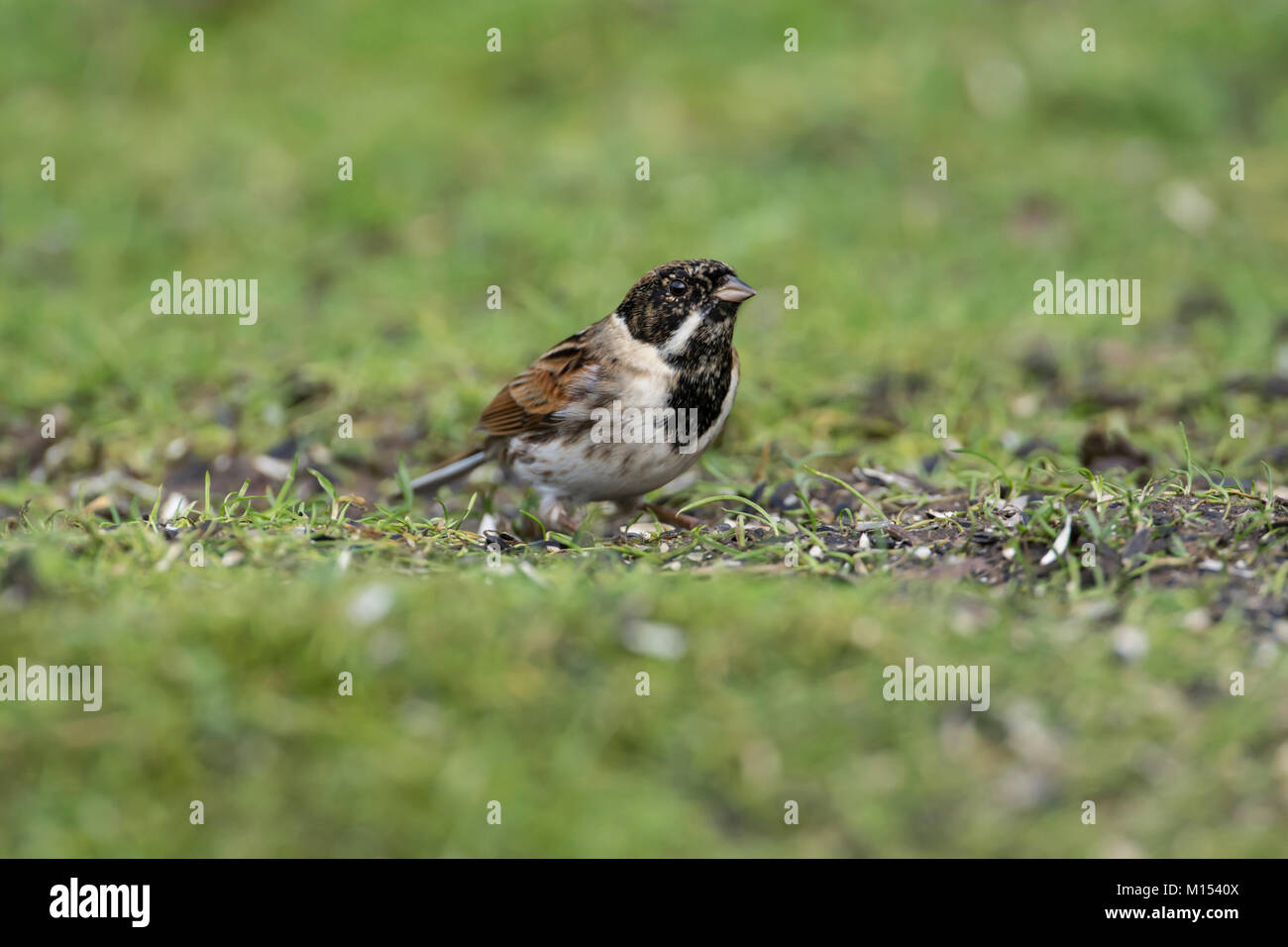 Male reed bunting (Emberiza schoeniclus) foraging on the ground at a