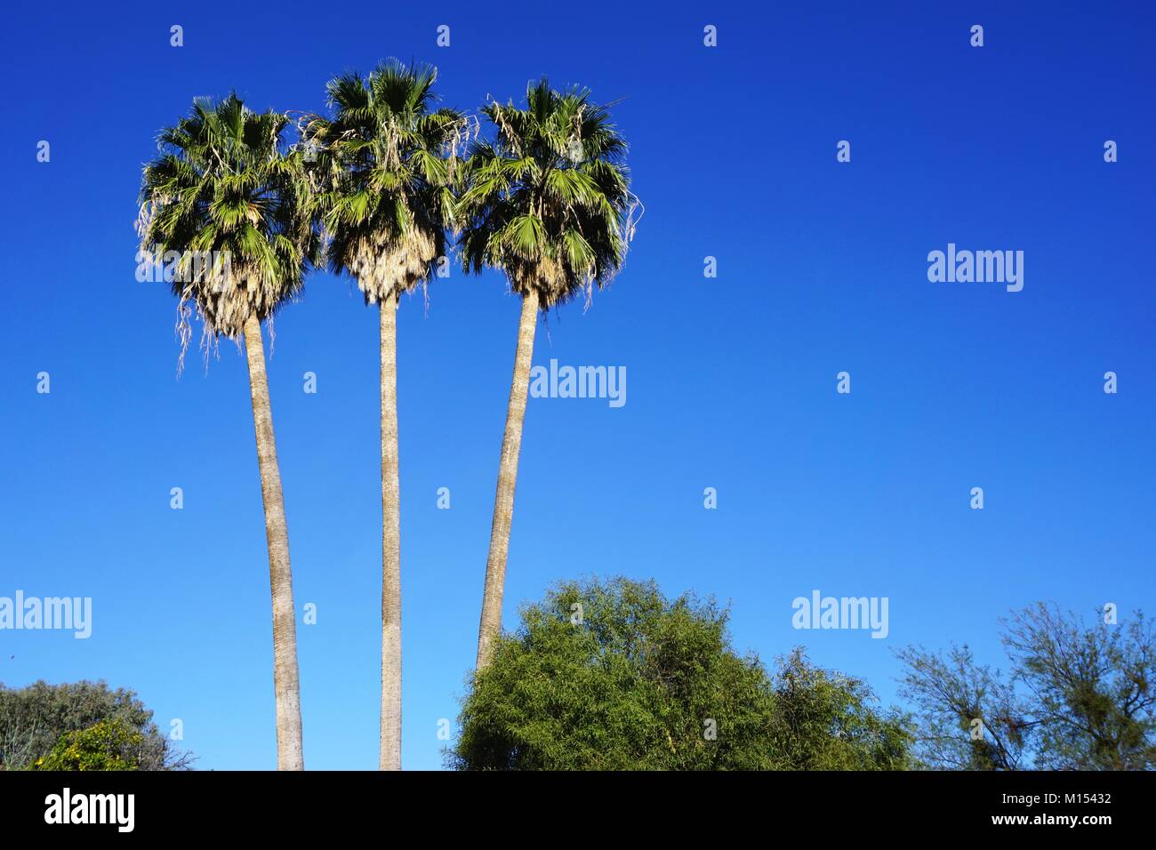 Three tall palm trees stand out in contrast against a brilliant clear blue sky on a hot sunny day in the American Southwest Stock Photo