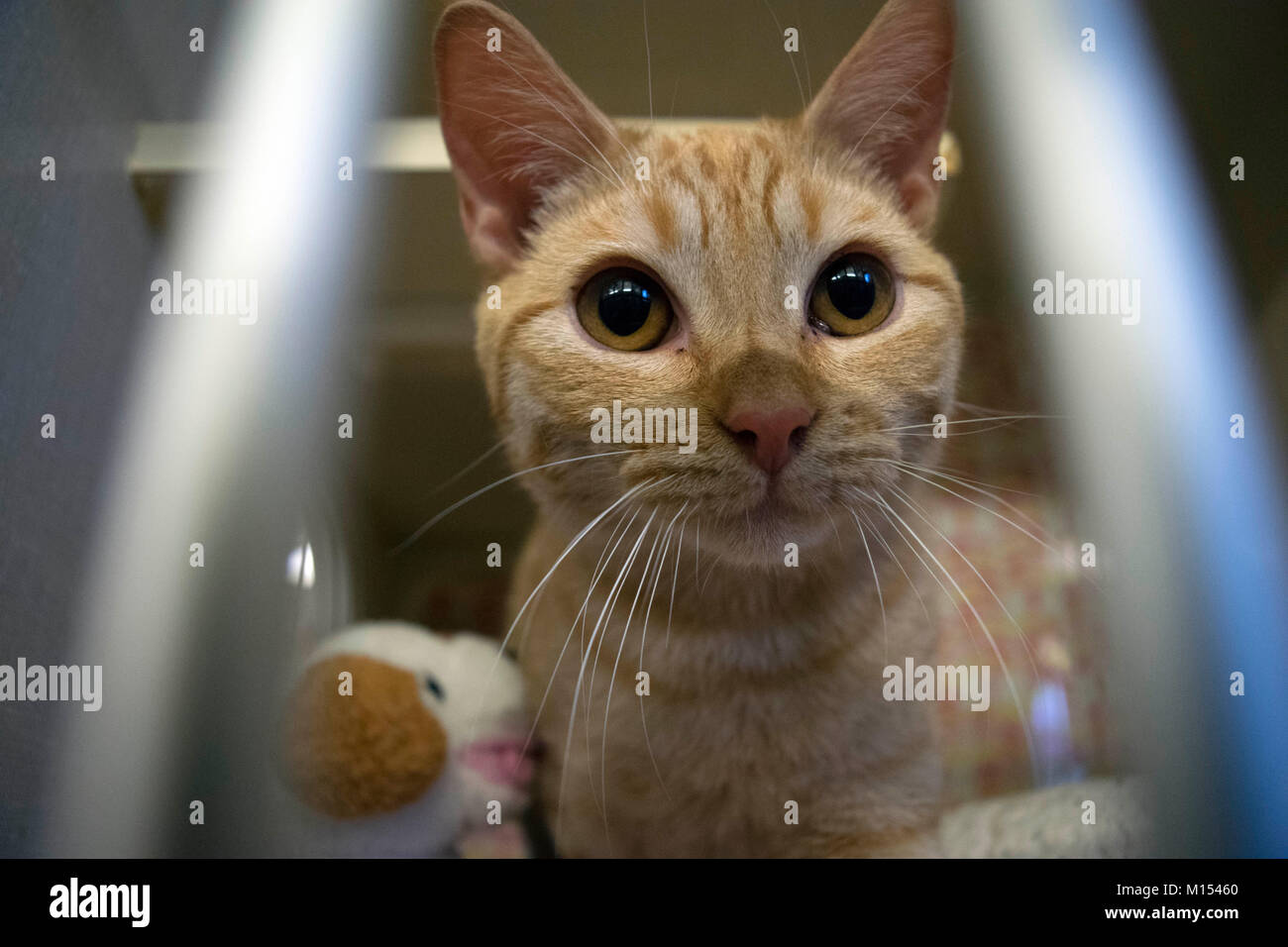 A kitten waits for adoption at the local animal shelter. Stock Photo
