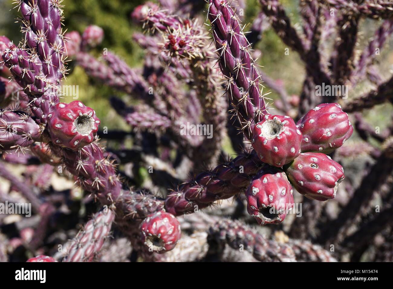 Colorful desert cactus plant with red fruit in the American Southwest Stock Photo