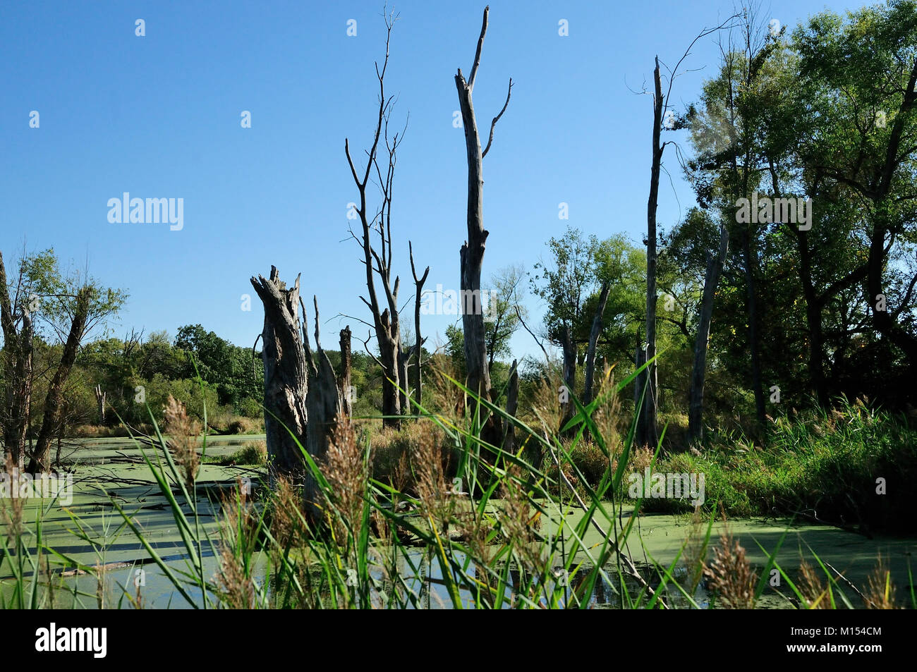 Wetland marsh in Northern Illinois, USA Stock Photo Alamy