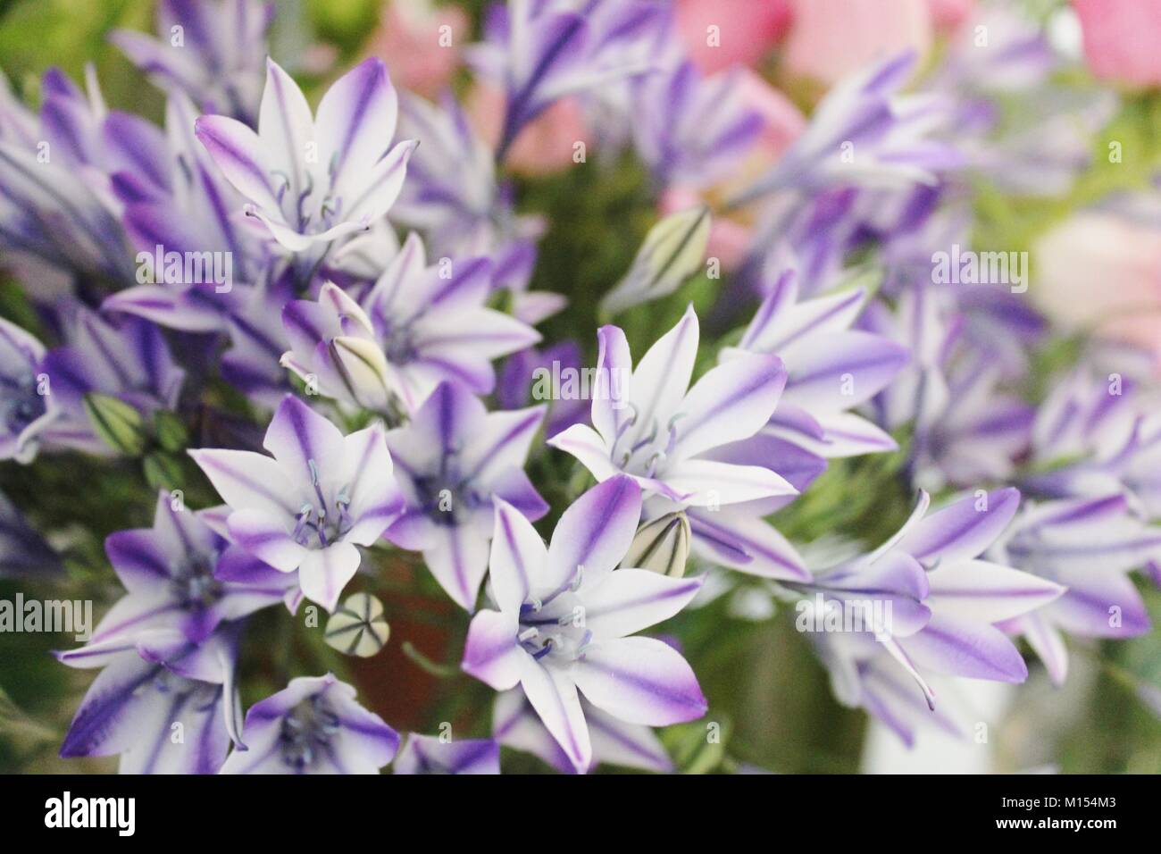white and purple bunch of flowers in a flower shop Stock Photo