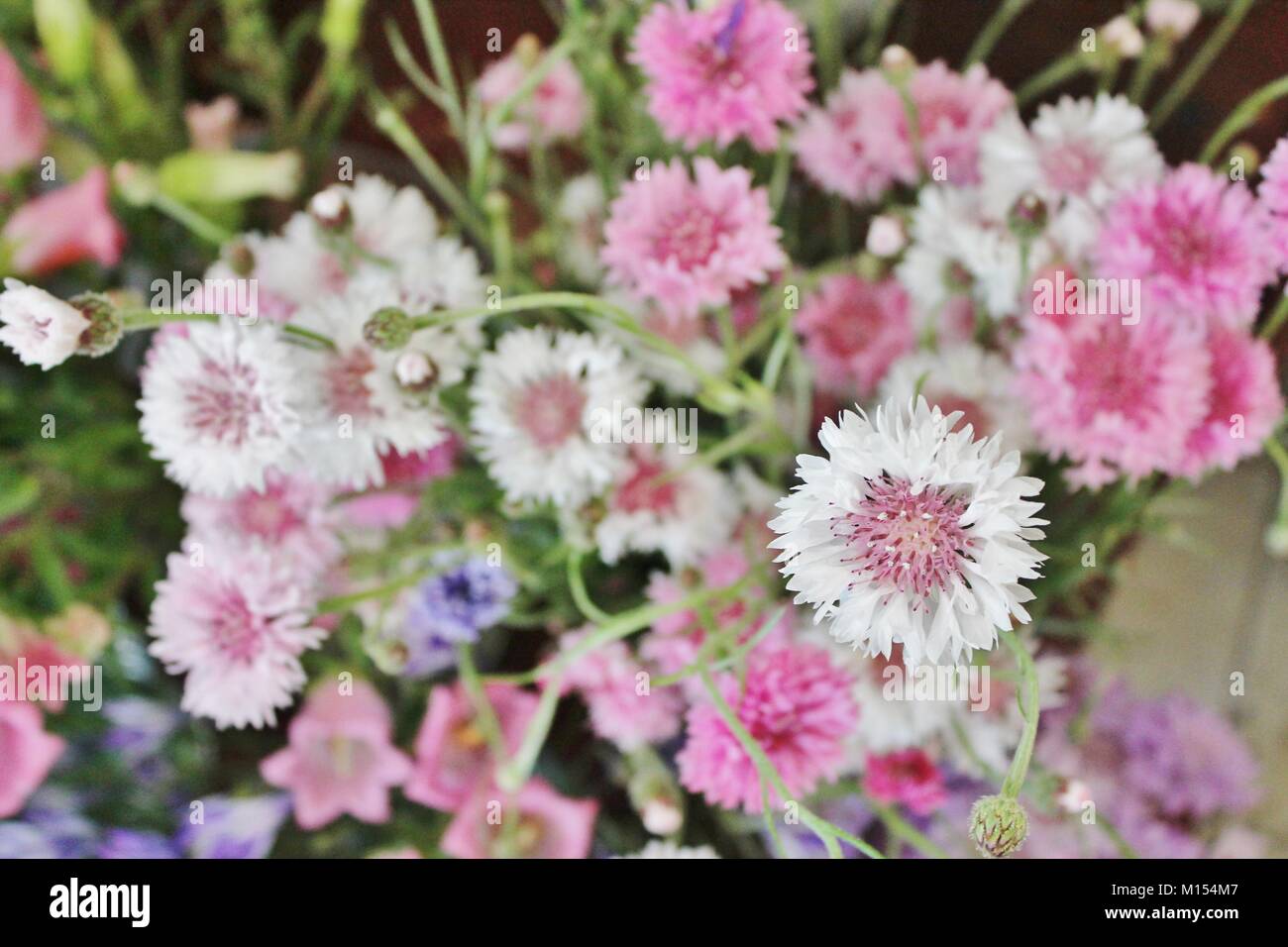 Cluster of pink and white flowers hi-res stock photography and images ...