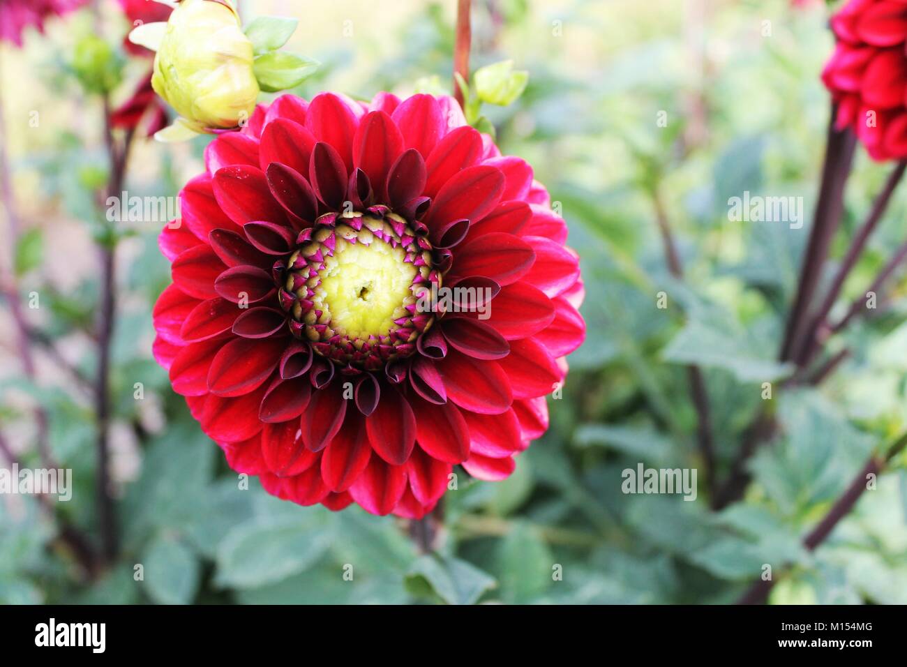 single red dahlia bloom in flower garden Stock Photo