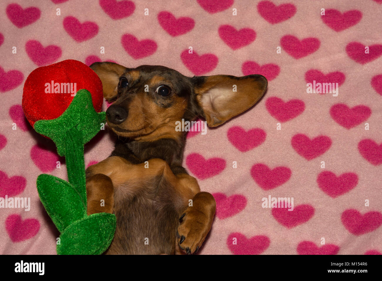 A cute Dachshund Puppy on Valentine's Day Stock Photo