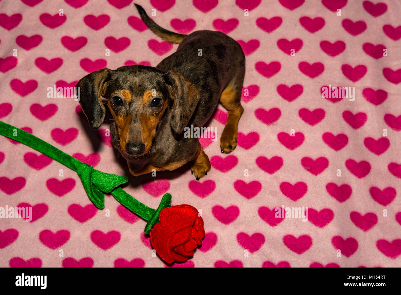 A cute Dachshund Puppy on Valentine's Day Stock Photo