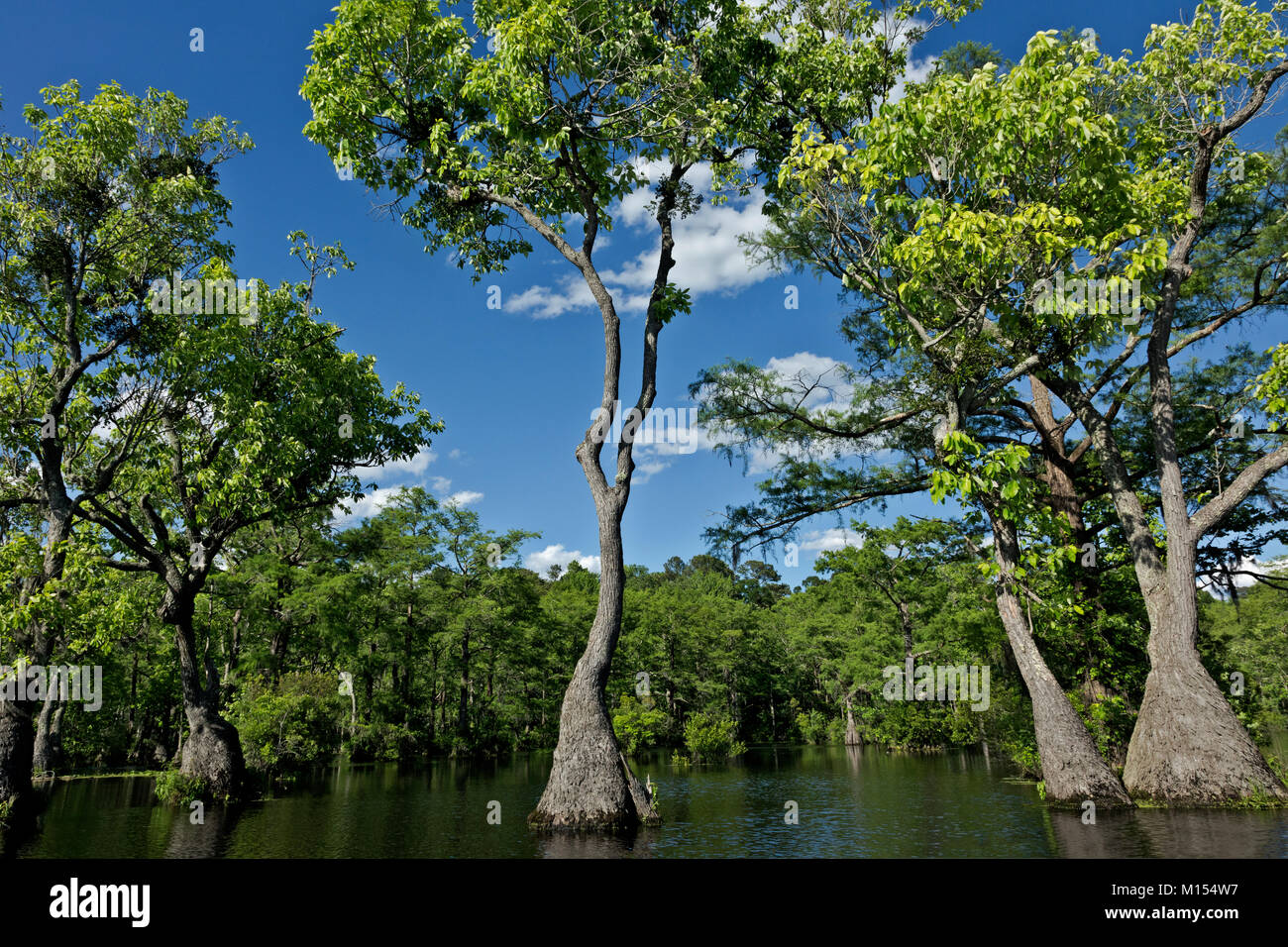 NC01467-00...NORTH CAROLINA - Bald cypress and tupalo gum trees growing in Merchant Millpond; at Merchant Millpond State Park. Stock Photo