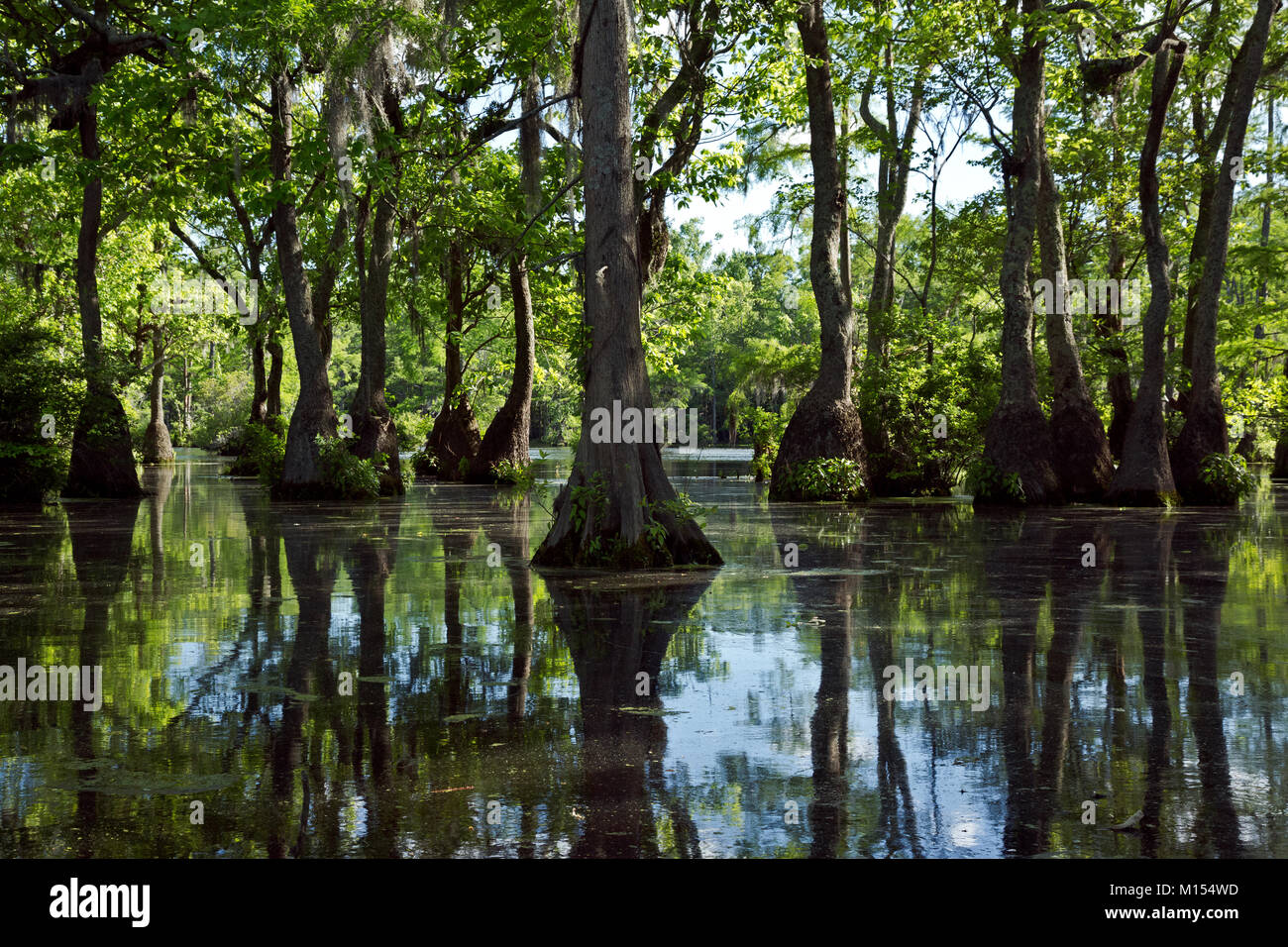 NC01468-00...NORTH CAROLINA - Bald cypress and tupalo gum trees growing in Merchant Millpond; at Merchant Millpond State Park. Stock Photo