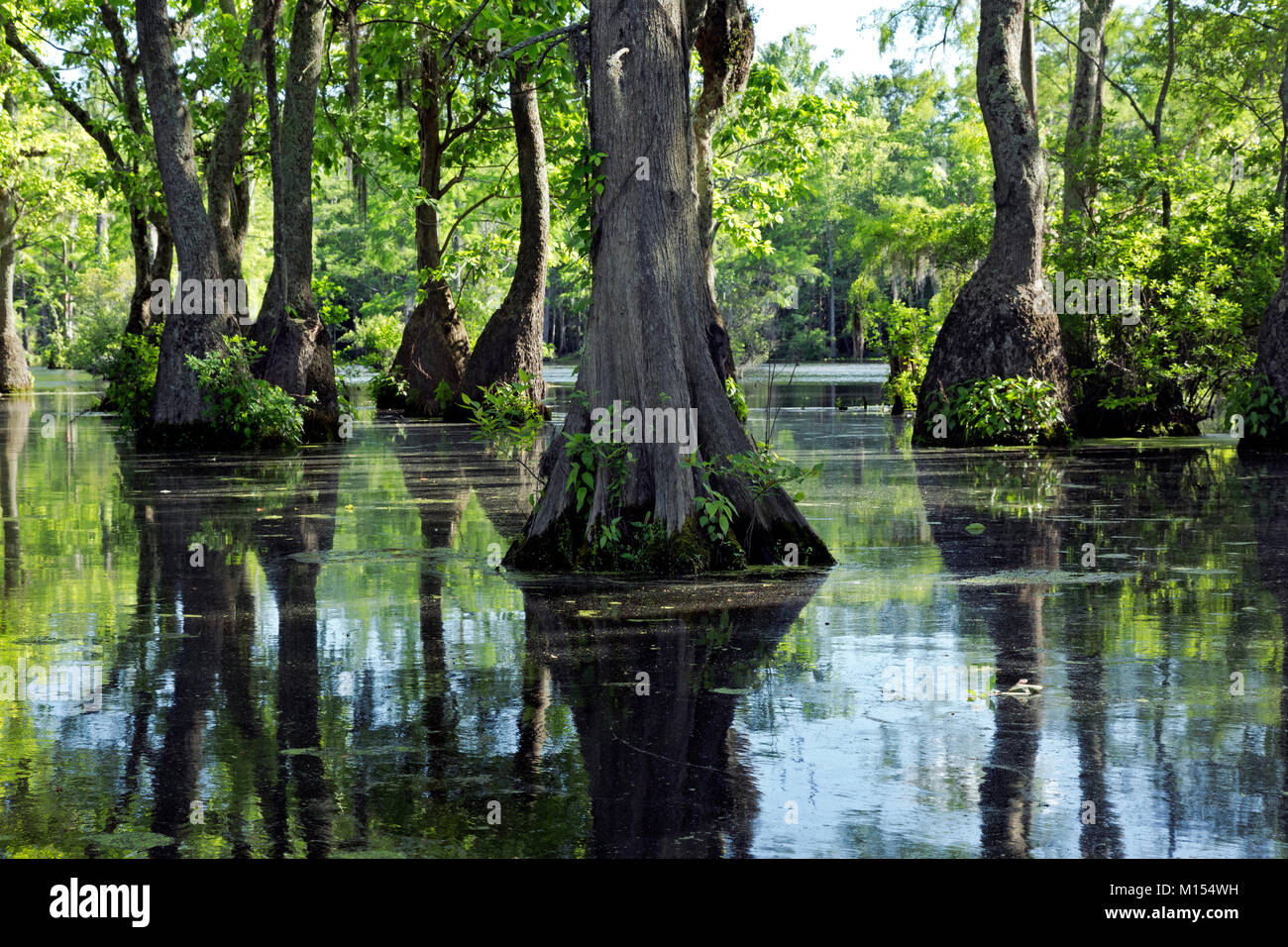 NC01469-00...NORTH CAROLINA - Bald cypress and tupalo gum trees growing in Merchant Millpond; at Merchant Millpond State Park. Stock Photo