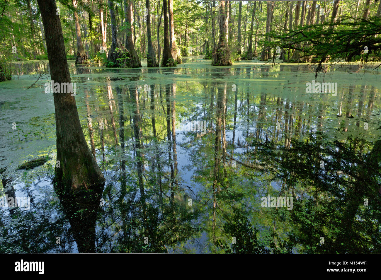 NC01470-00...NORTH CAROLINA - Bald cypress and tupalo gum trees reflecting in the still waters of Merchant Millpond; at Merchant Millpond State Park. Stock Photo