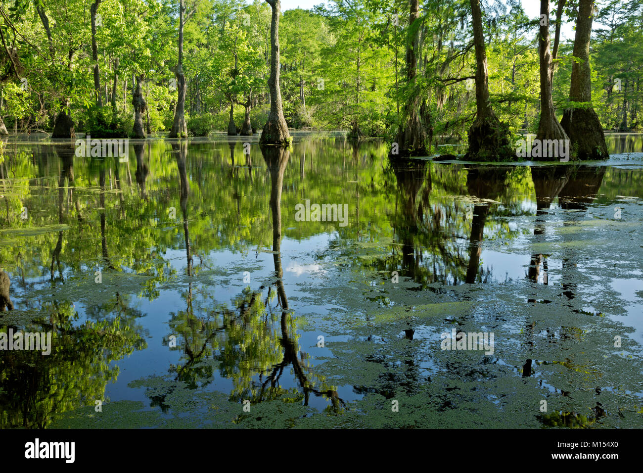 NC01471-00...NORTH CAROLINA - Bald cypress and tupalo gum trees reflecting in the still waters of Merchant Millpond; at Merchant Millpond State Park. Stock Photo