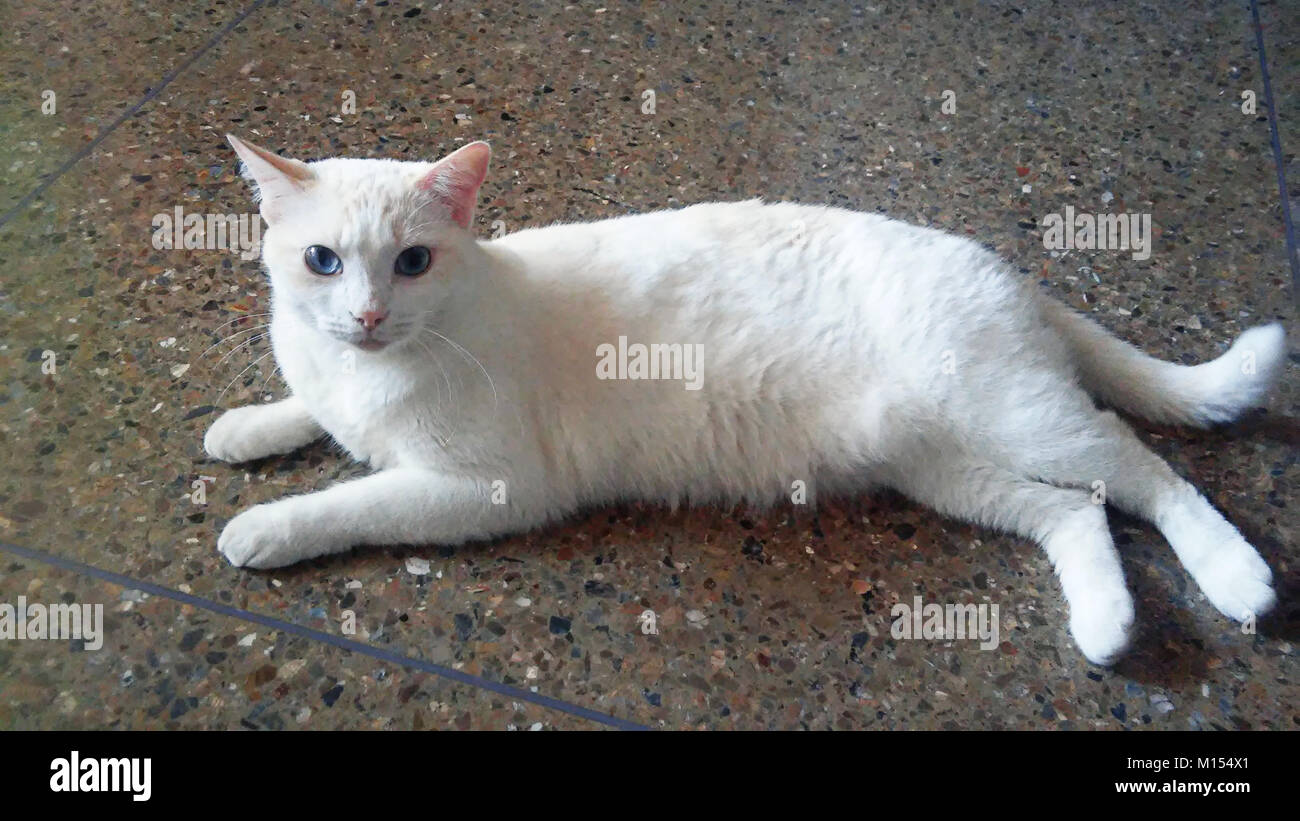 White Cat laying on the floor. Cats Stock Photo
