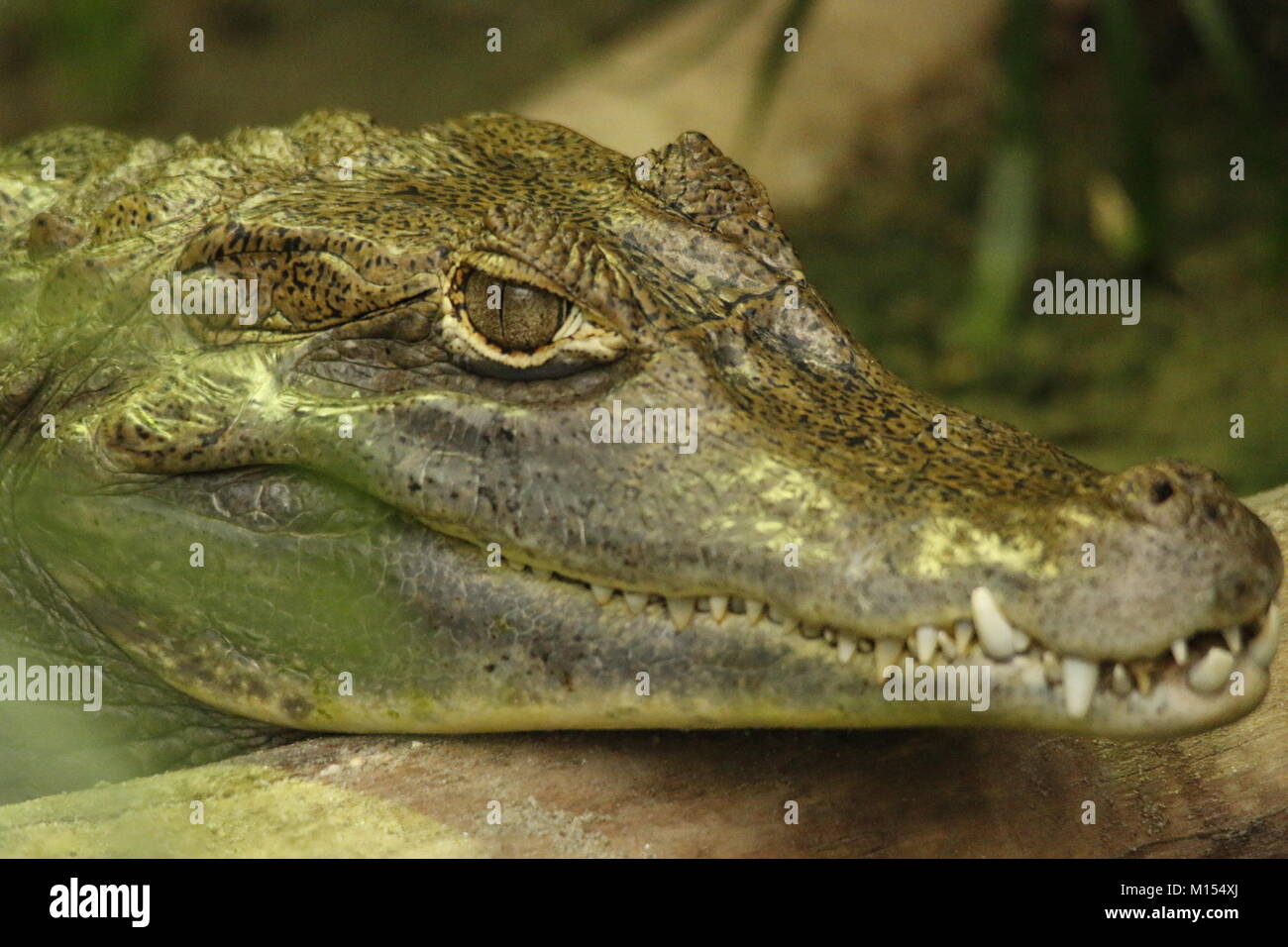 Caiman in animal park Stock Photo