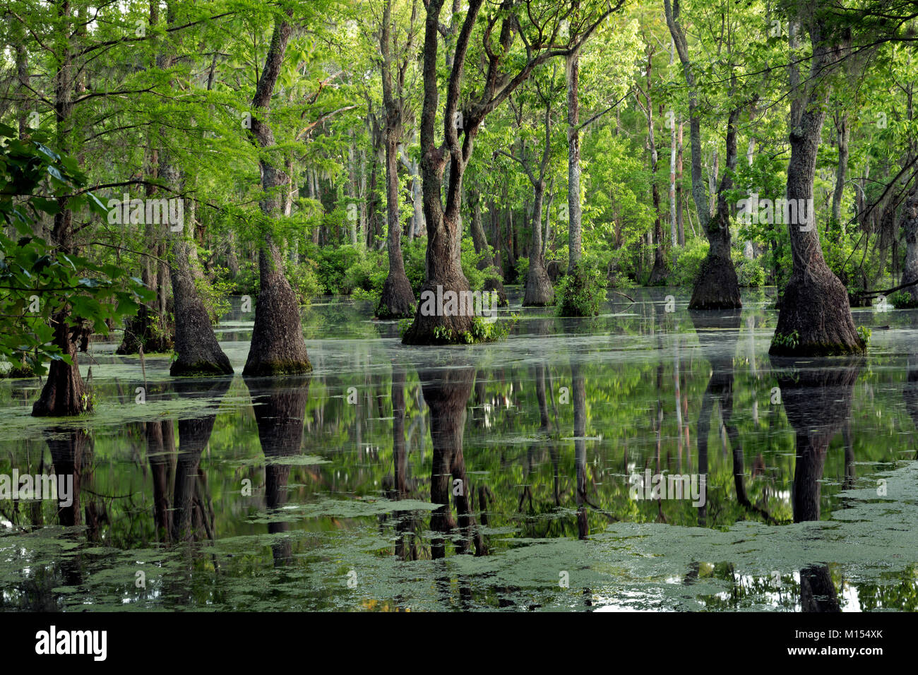 NC01475-00...NORTH CAROLINA - Bald cypress and tupalo gum trees growing in Merchant Millpond; at Merchant Millpond State Park. Stock Photo