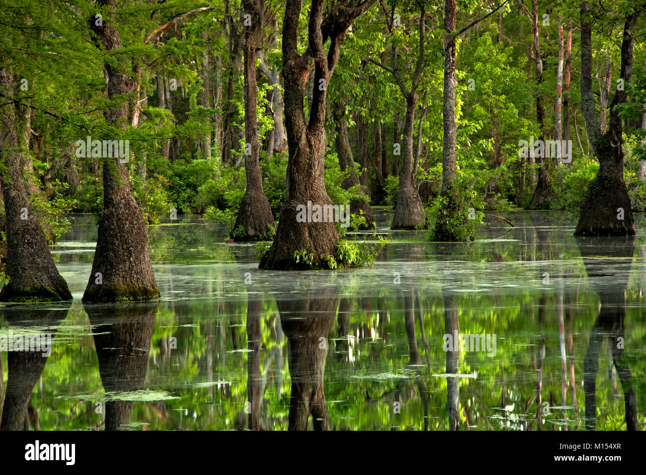 NC01476-00...NORTH CAROLINA - Bald cypress and tupalo gum trees growing in Merchant Millpond; at Merchant Millpond State Park. Stock Photo