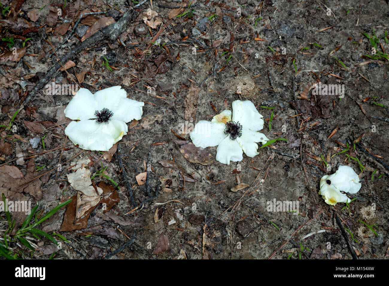 NC01477-00...NORTH CAROLINA - Blossoms from a dogwood tree on the ground at a backcountry campsite in Merchant Millpond State Park. Stock Photo