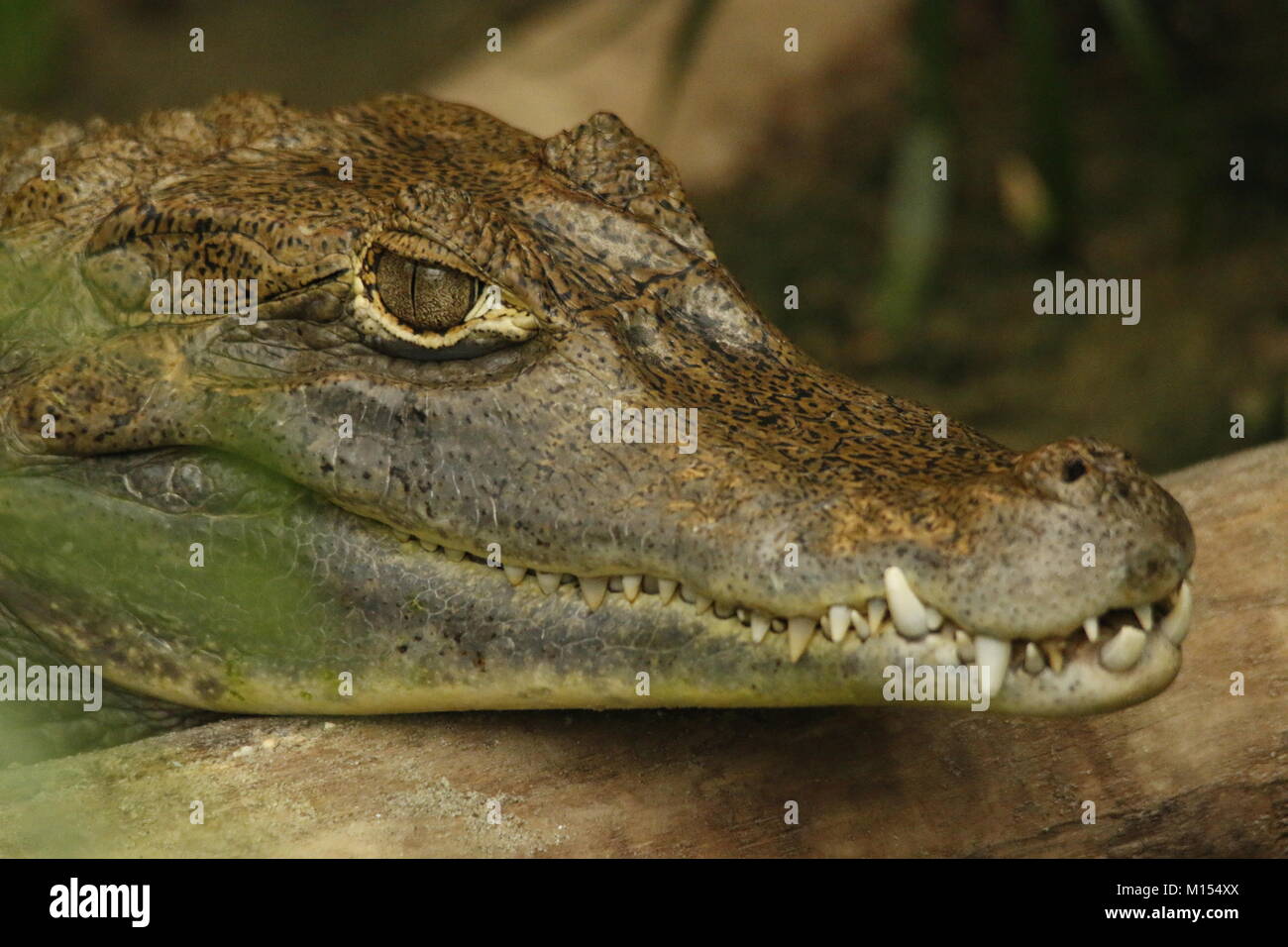 Caiman in animal park Stock Photo