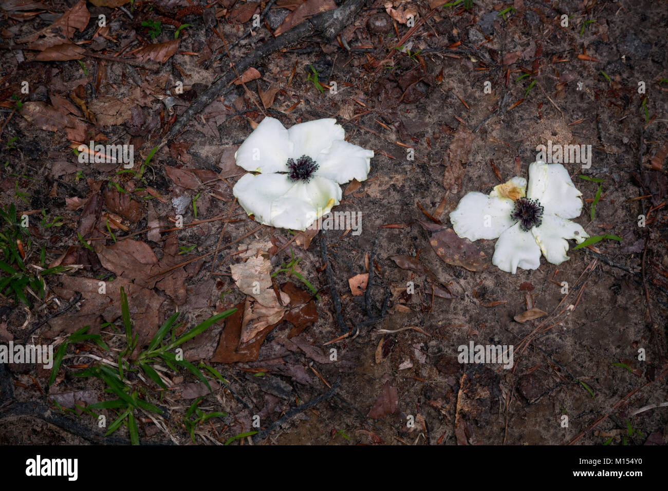 NC01478-00...NORTH CAROLINA - Blossoms from a dogwood tree on the ground at a backcountry campsite in Merchant Millpond State Park. Stock Photo