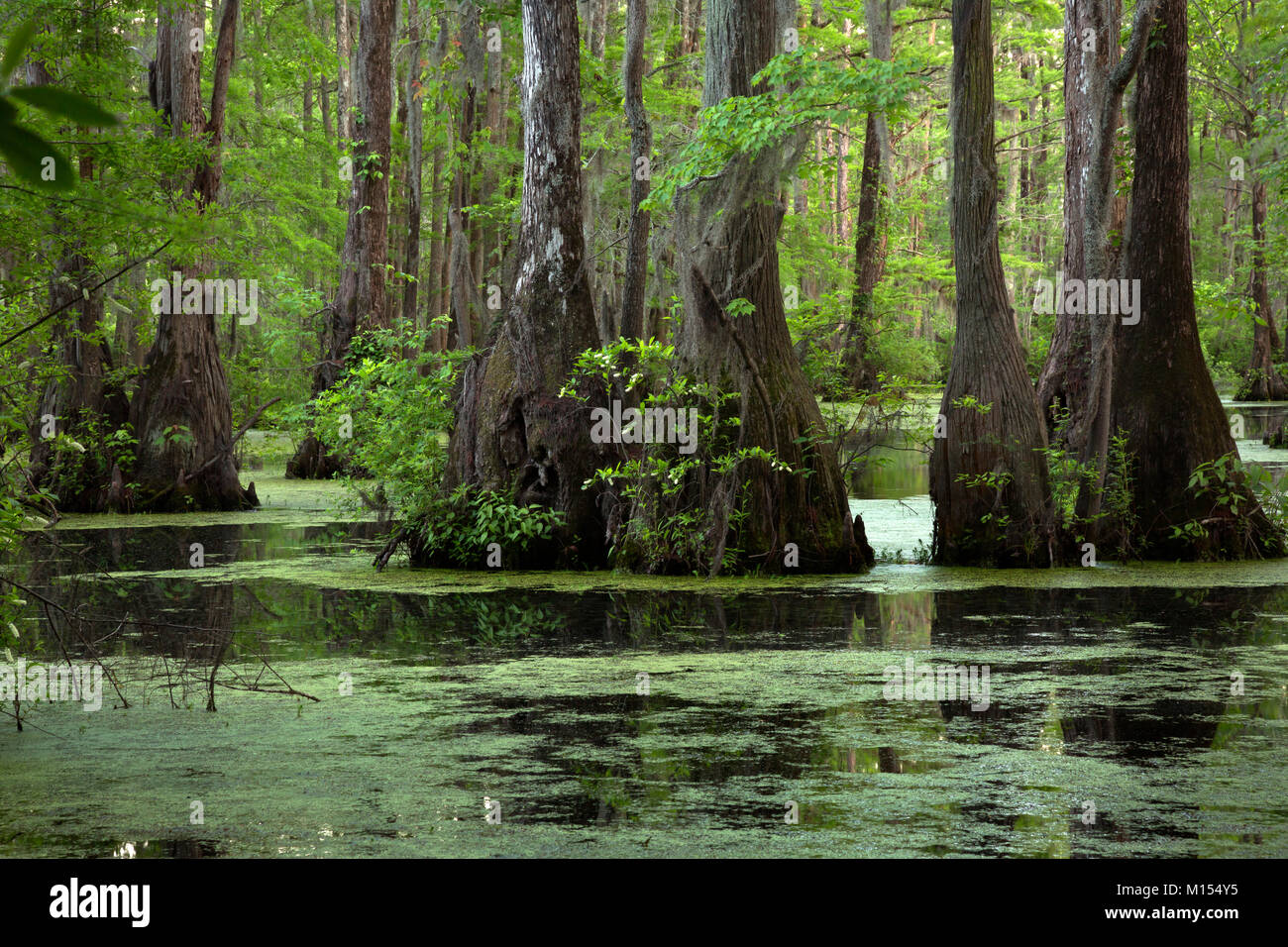 NC01479-00...NORTH CAROLINA - Bald cypress and tupalo gum trees surrounded by a scum of duckweed in Merchant Millpond; at Merchant Millpond State Park Stock Photo