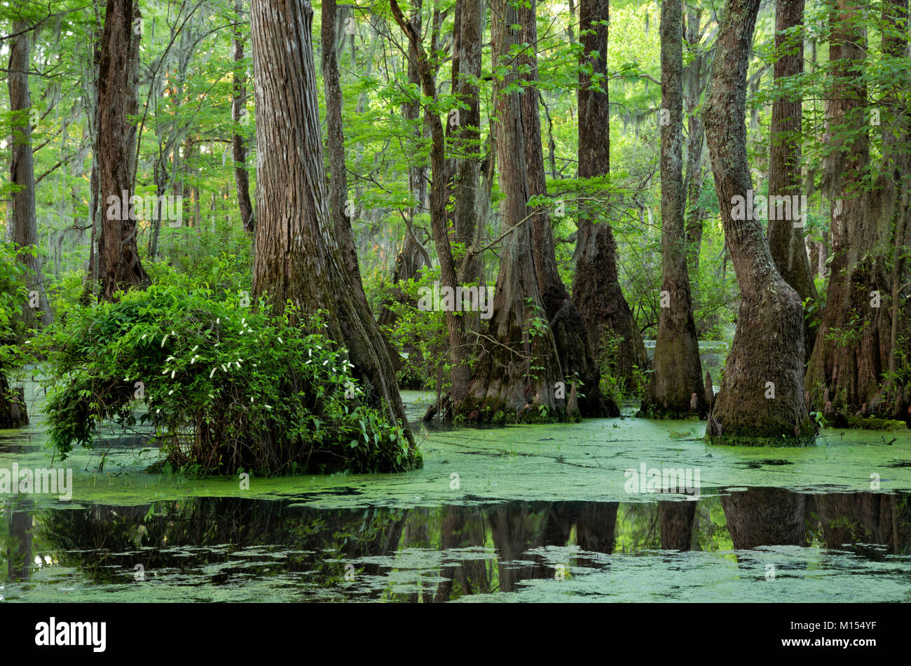 NC01480-00...NORTH CAROLINA - Bald cypress and tupalo gum trees surrounded by a floating mat of duckweed in Merchant Millpond; at Merchant Millpond St Stock Photo
