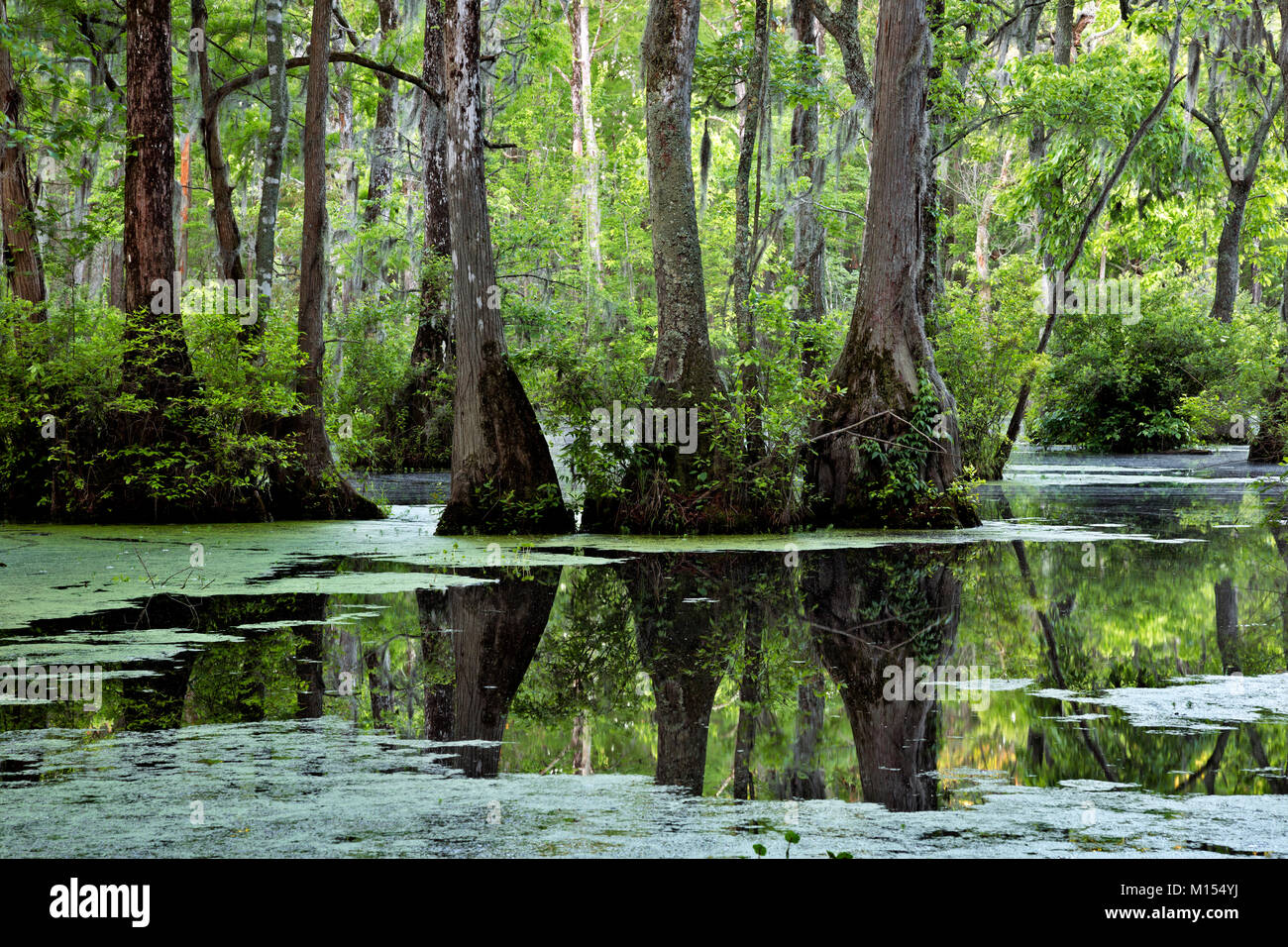 NC01481-00...NORTH CAROLINA - Bald cypress and tupalo gum trees surrounded by a floating mat of duckweed in Merchant Millpond; at Merchant Millpond St Stock Photo