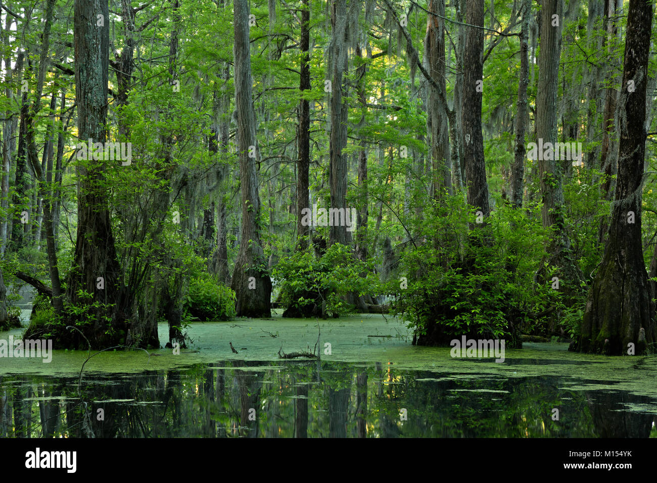 NC01482-00...NORTH CAROLINA - Bald cypress and tupalo gum trees surrounded by a floating mat of duckweed in Merchant Millpond; at Merchant Millpond St Stock Photo