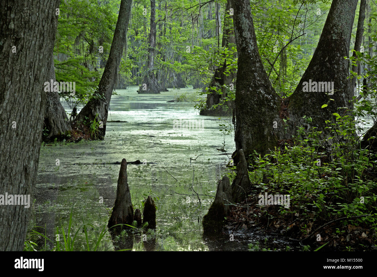 NC01483-00...NORTH CAROLINA - Bald cypress and tupalo gum trees surrounded by a floating mat of duckweed in Merchant Millpond; at Merchant Millpond St Stock Photo